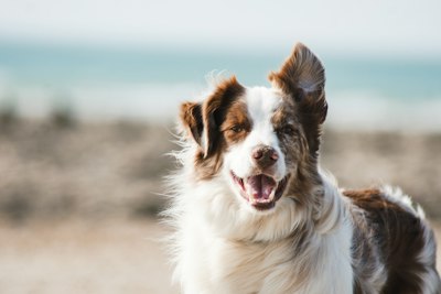 Pet Supplies